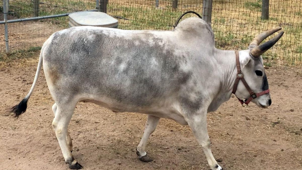 Meet Elmo An African Zebu Meet Elmo An African Zebu