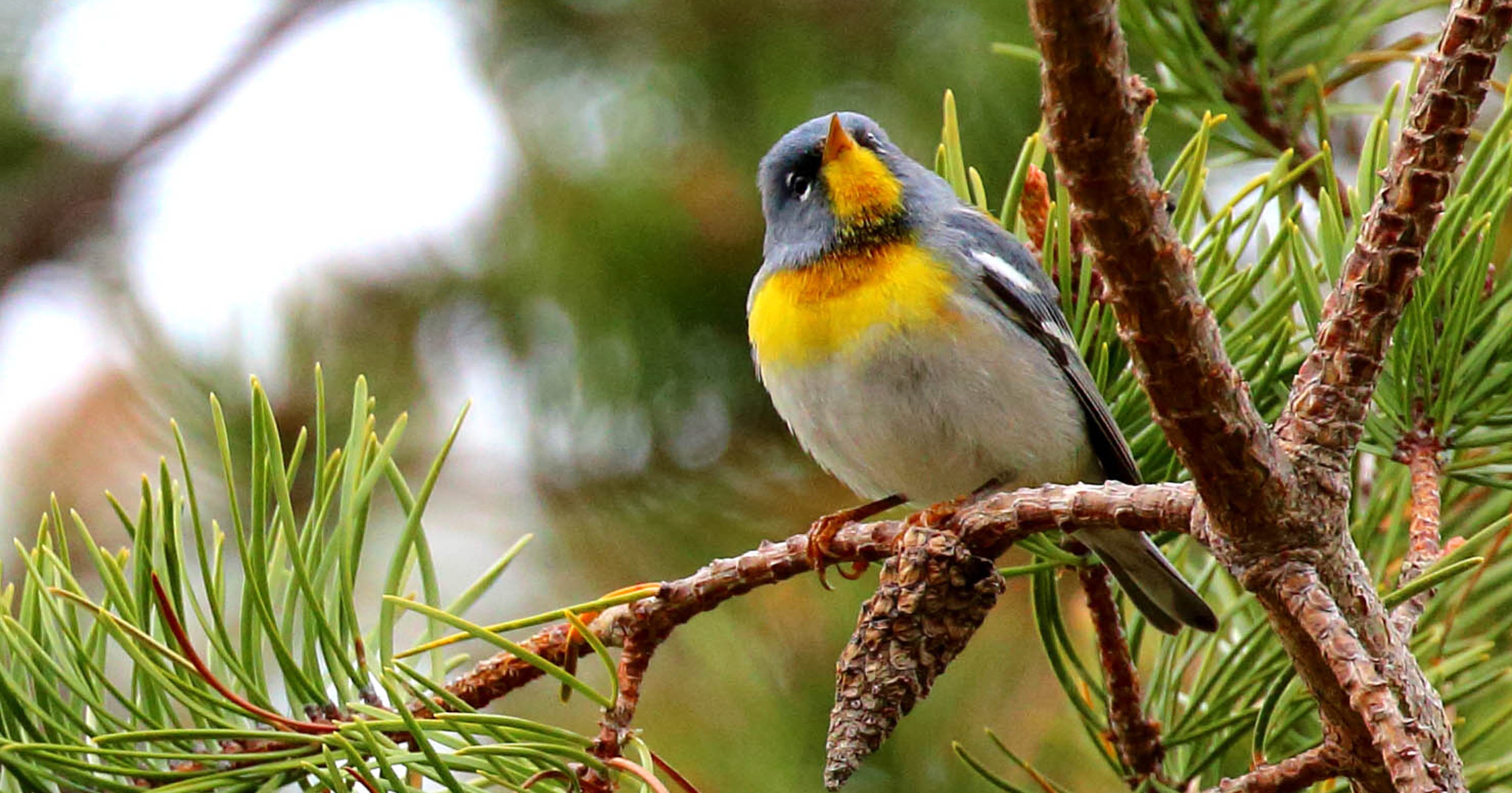 Birds Get A Boost From Michigan Findings On Cell Phone Tower