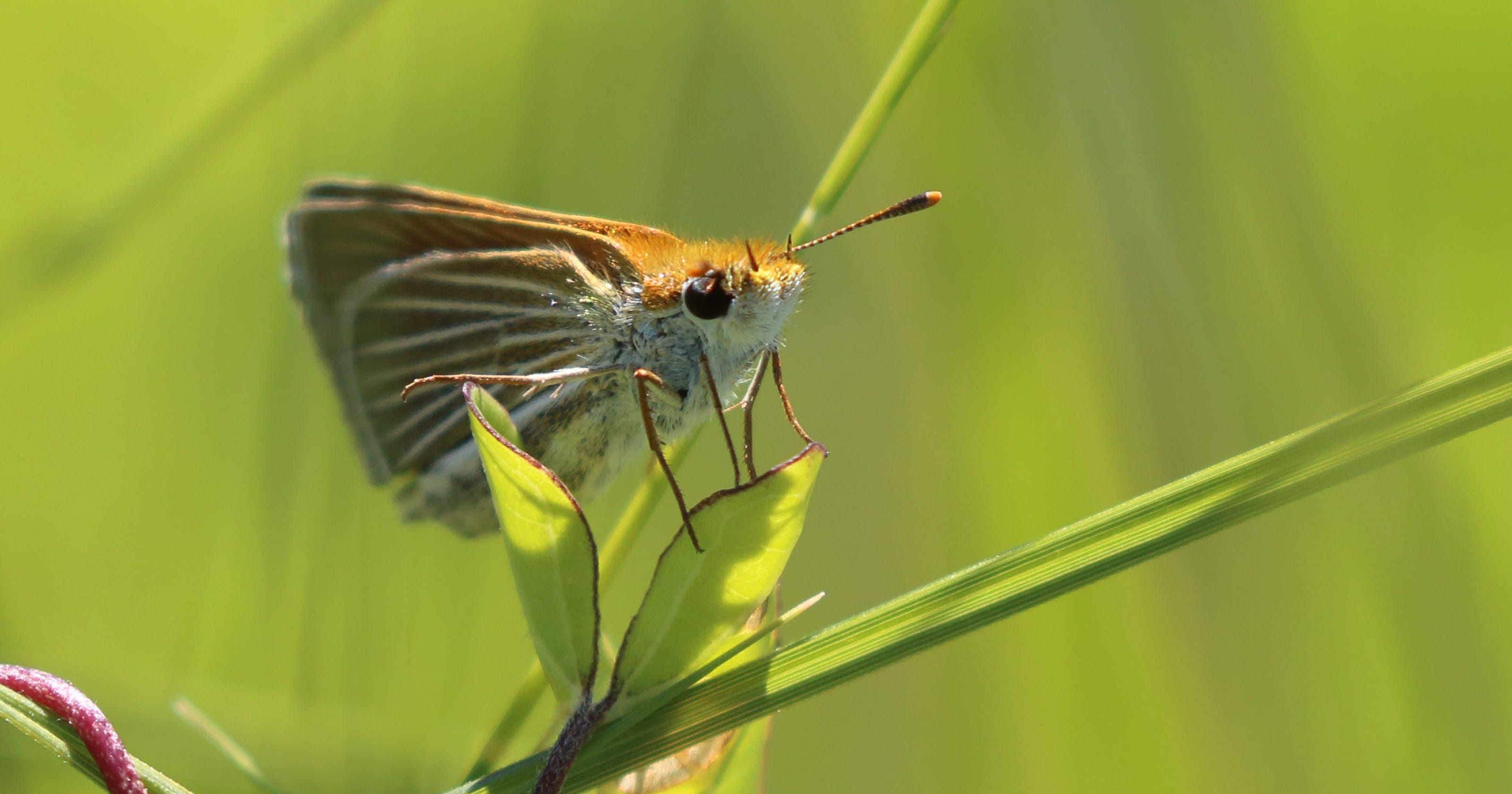Michigan's most endangered species nears extinction