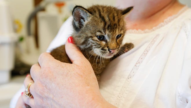 Georgia Lafite holds Lamia, a three-week-old female bobcat, after feeding her from a bottle on Tuesday, May 30, 2017. Lamia bit the person who found her and animal control is planning to euthanize her, cut off her head and send it to Jefferson City to be tested for rabies.