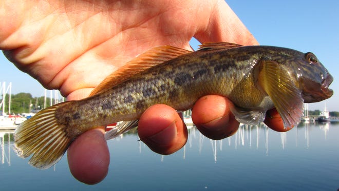 The round goby is an invasive species that was found in the Fox River below the Neenah dam.