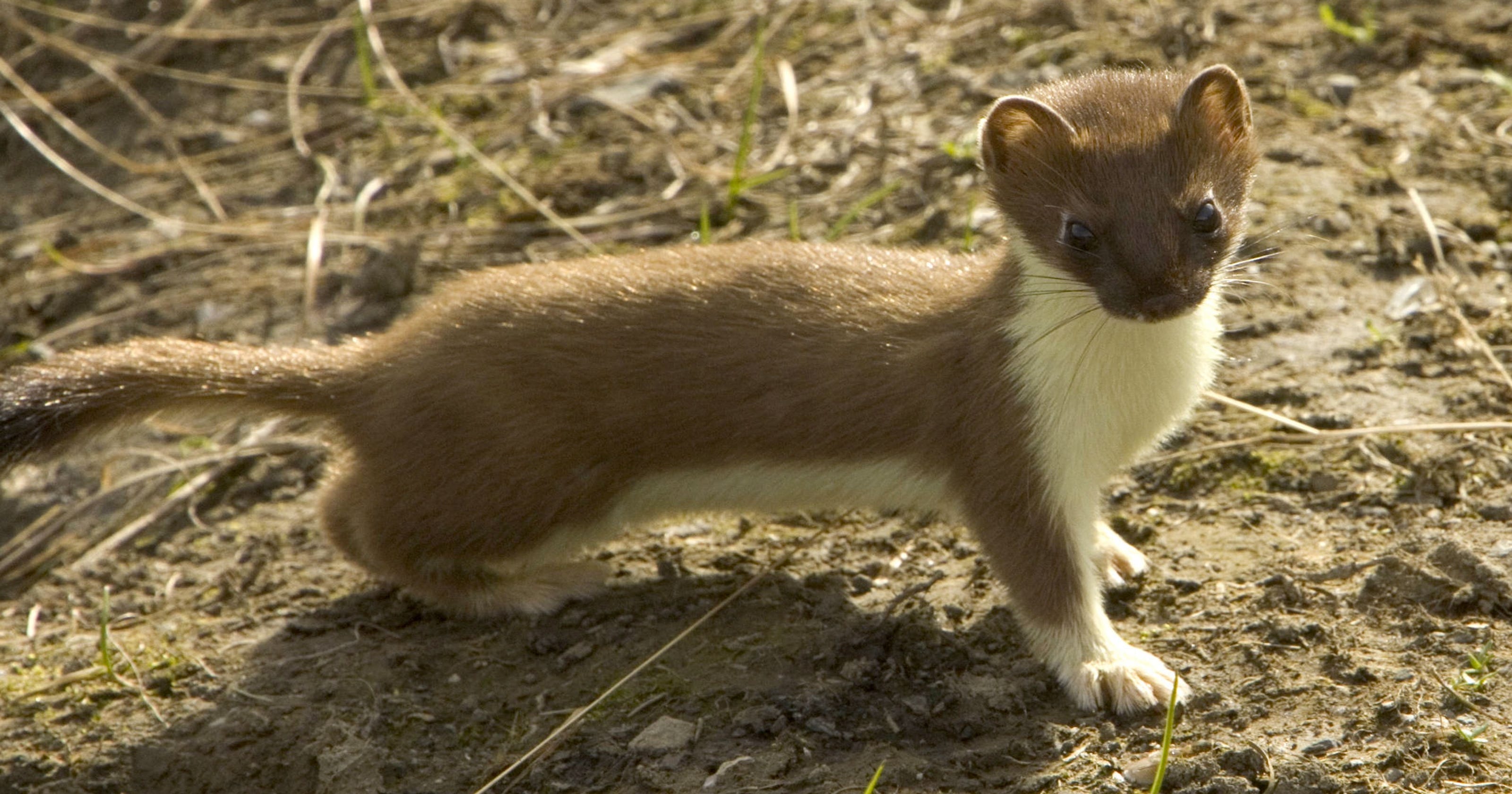 Species Spotlight: Short tailed Weasel (Ermine)