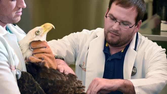 Dr. Patrick Sullivan, at left, an avian and exotics resident, examines an eagle with fourth-year veterinary student Timothy Pearson at the Avian and Exotics service at University of Tennessee College of Veterinary Medicine.