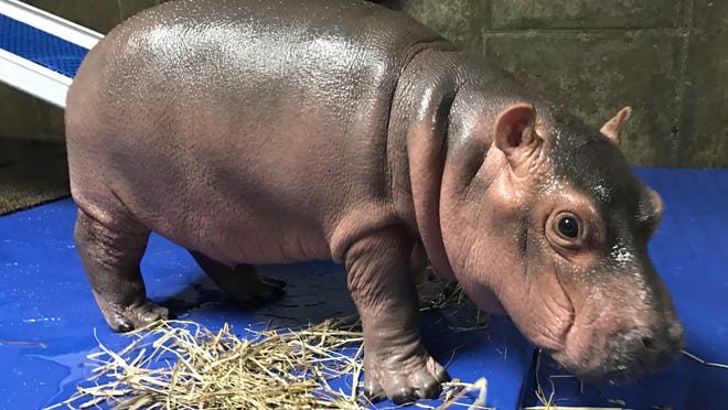 Born Premature Last Year Fiona The Baby Hippo Is Making Major Gains Born Premature Last Year Fiona The Baby Hippo Is Making Major Gains