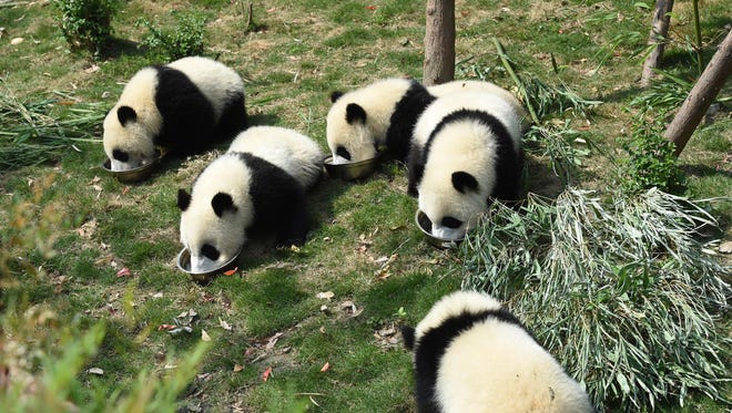 10 Chinese arrested for killing panda, selling parts