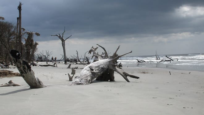 Boneyard Beach se encuentra en Big Talbot Island State Park, cerca de Jacksonville.