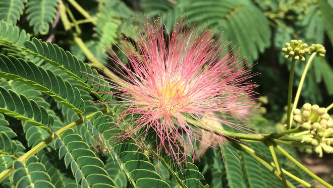 ighly invasive mimosa trees have fragrant pink powderpuff blooms.