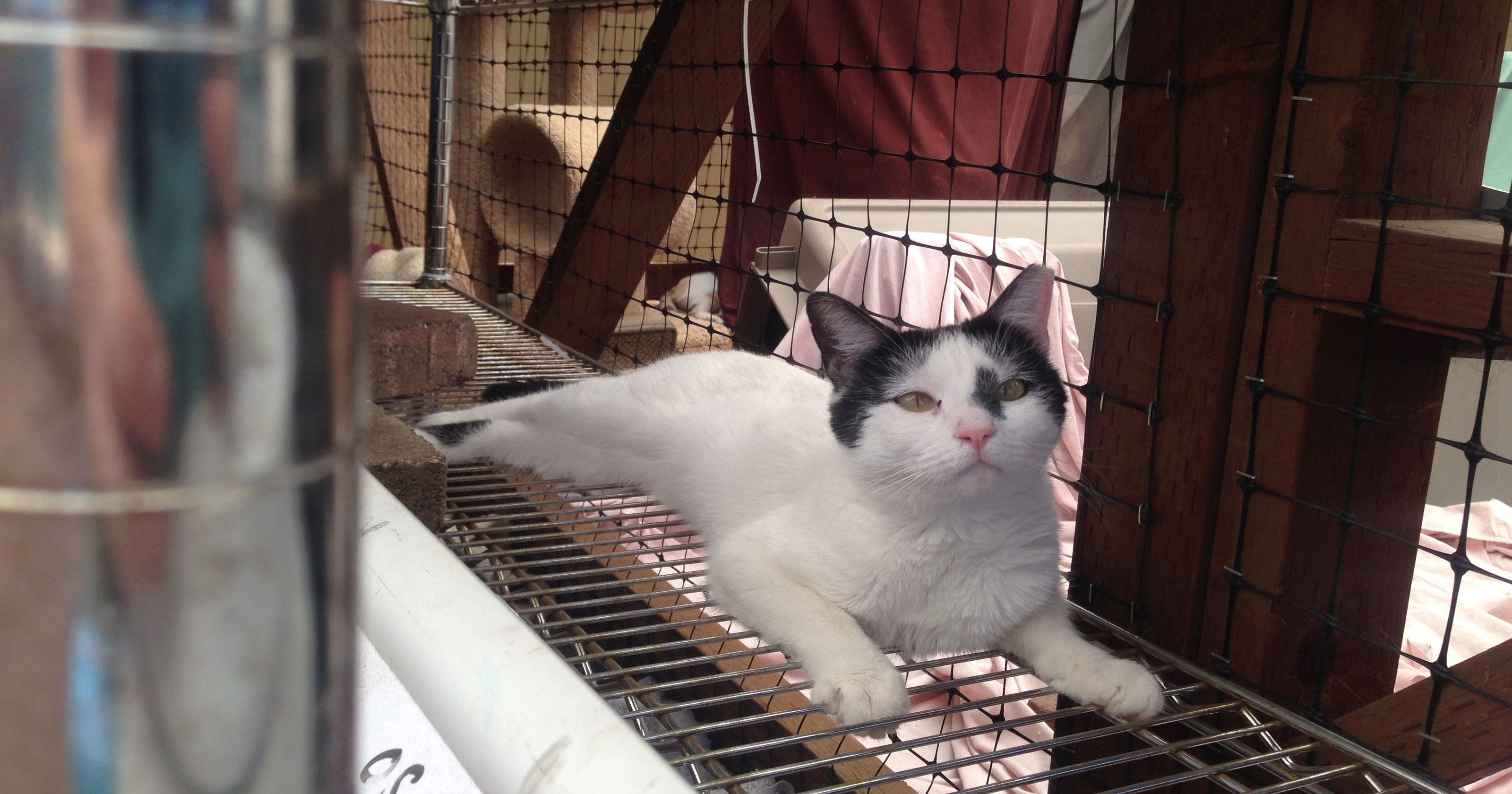 These Feral Cats Aren T Put Down They Re Put To Work