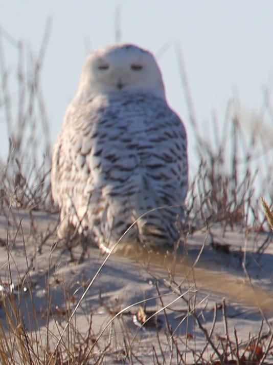 Snowy Owl Sighted In Lakewood Marks Birds Return To