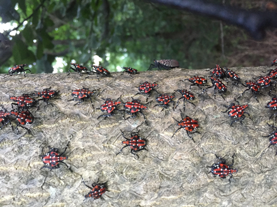 Spotted Lanternfly Voracious Insects Threaten Finger Lakes