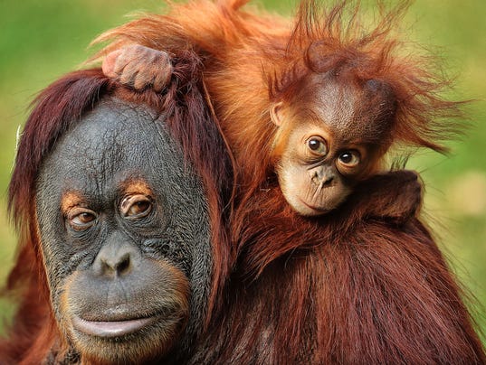 636154351637120195-11-22-16-baby-orangutan1.jpg