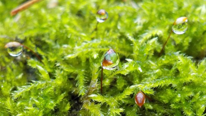 Mosses have engineered elegant, water-holding characteristics into every aspect of their lives. They thrive within their means. We could learn much from them.