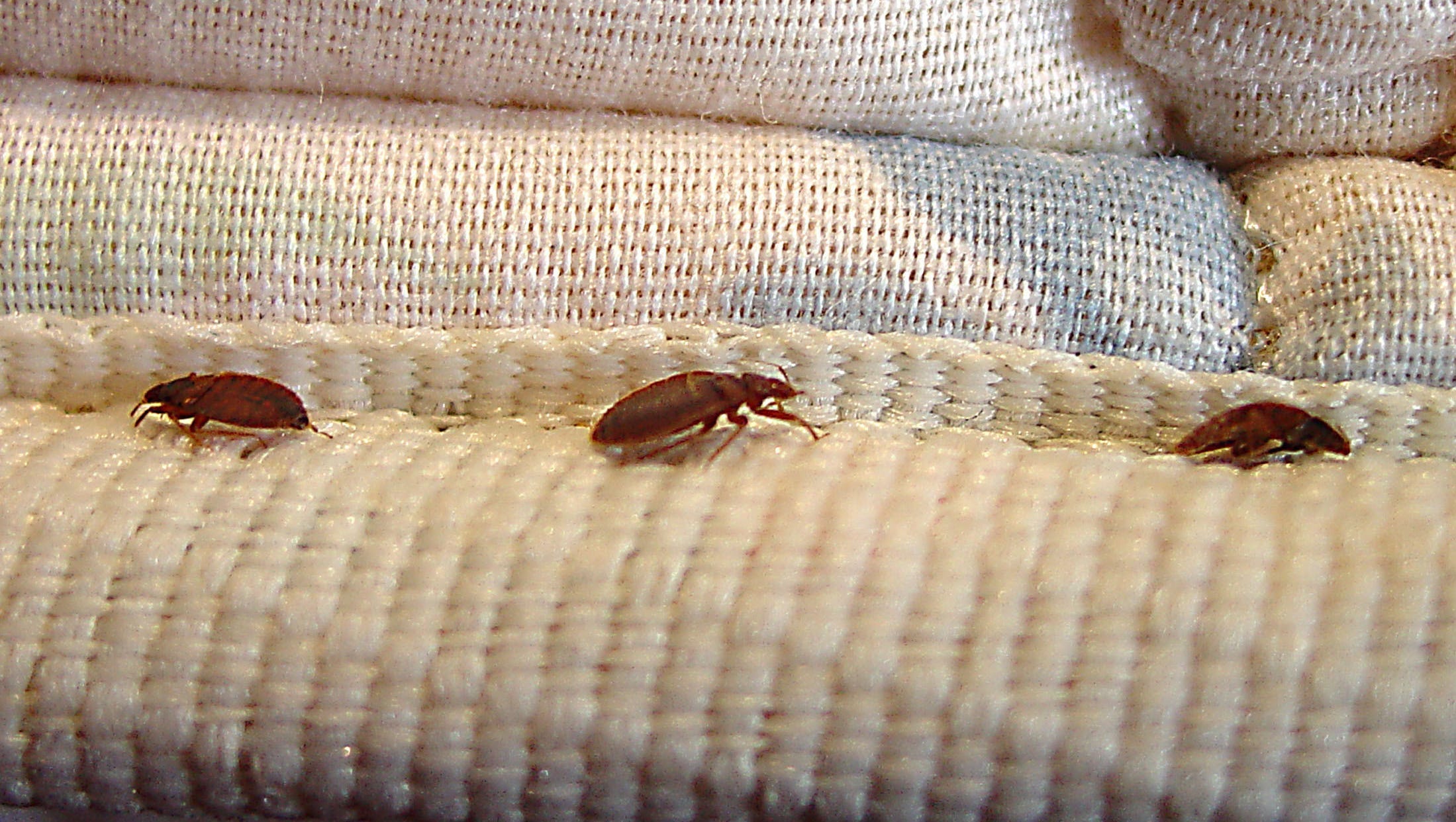 Bed bugs developing 'thicker skin' to beat insecticides