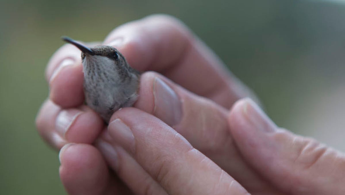 What Arizona Hummingbirds Reveal About Climate Change