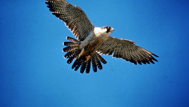 Peregrine falcon in flight.