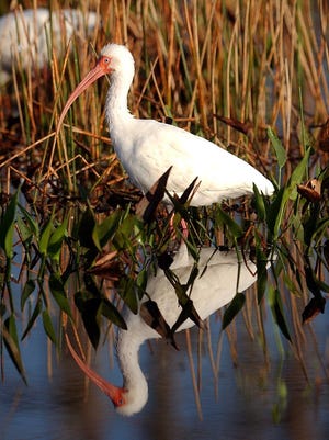 ALISON SIDLOAn ibis stands among the foliage in one of the man-made marshes at the Indian River West County Wastewater Facility.  Ibises are one of almost 100 types of birds that can be viewed at the wetlands.
