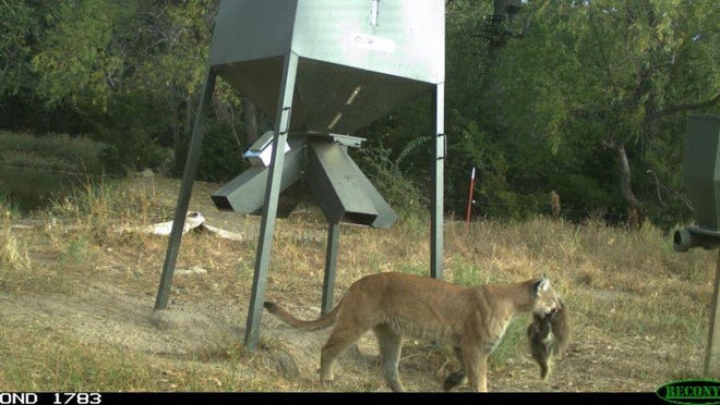 The Kansas Department of Wildlife, Parks and Tourism last year released this trail camera photo showing an adult mountain lion carrying an animal. The photo was taken in Kiowa County.