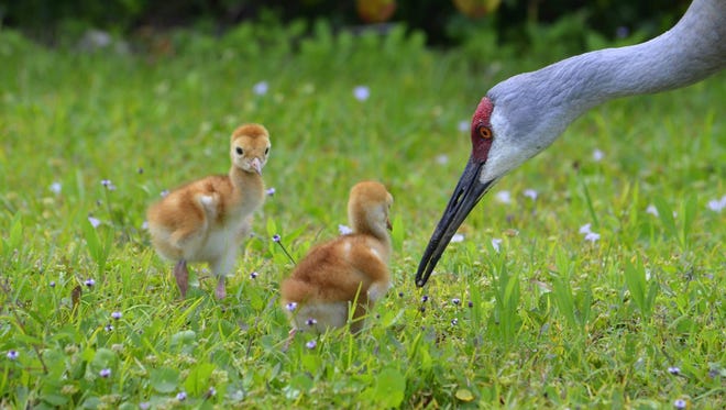 Drive carefully: Sandhill cranes feeding and guarding their chicks are more susceptible to getting hit by cars.