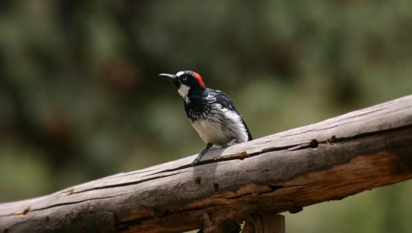 The Acorn Woodpecker is a species native to Texas and the Southwest.