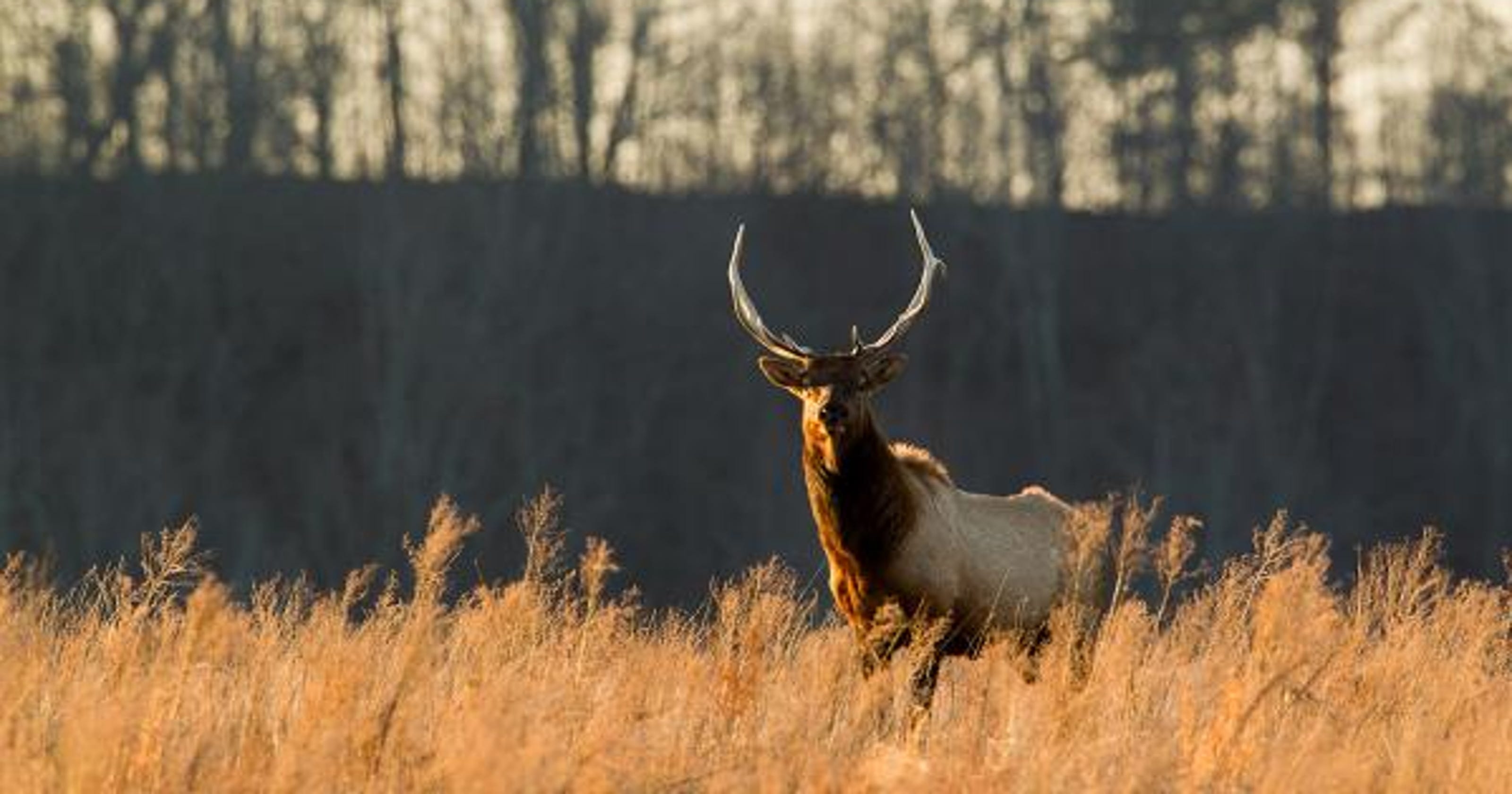 As Missouri S Elk Herd Grows Elk Hunting Season Might Be