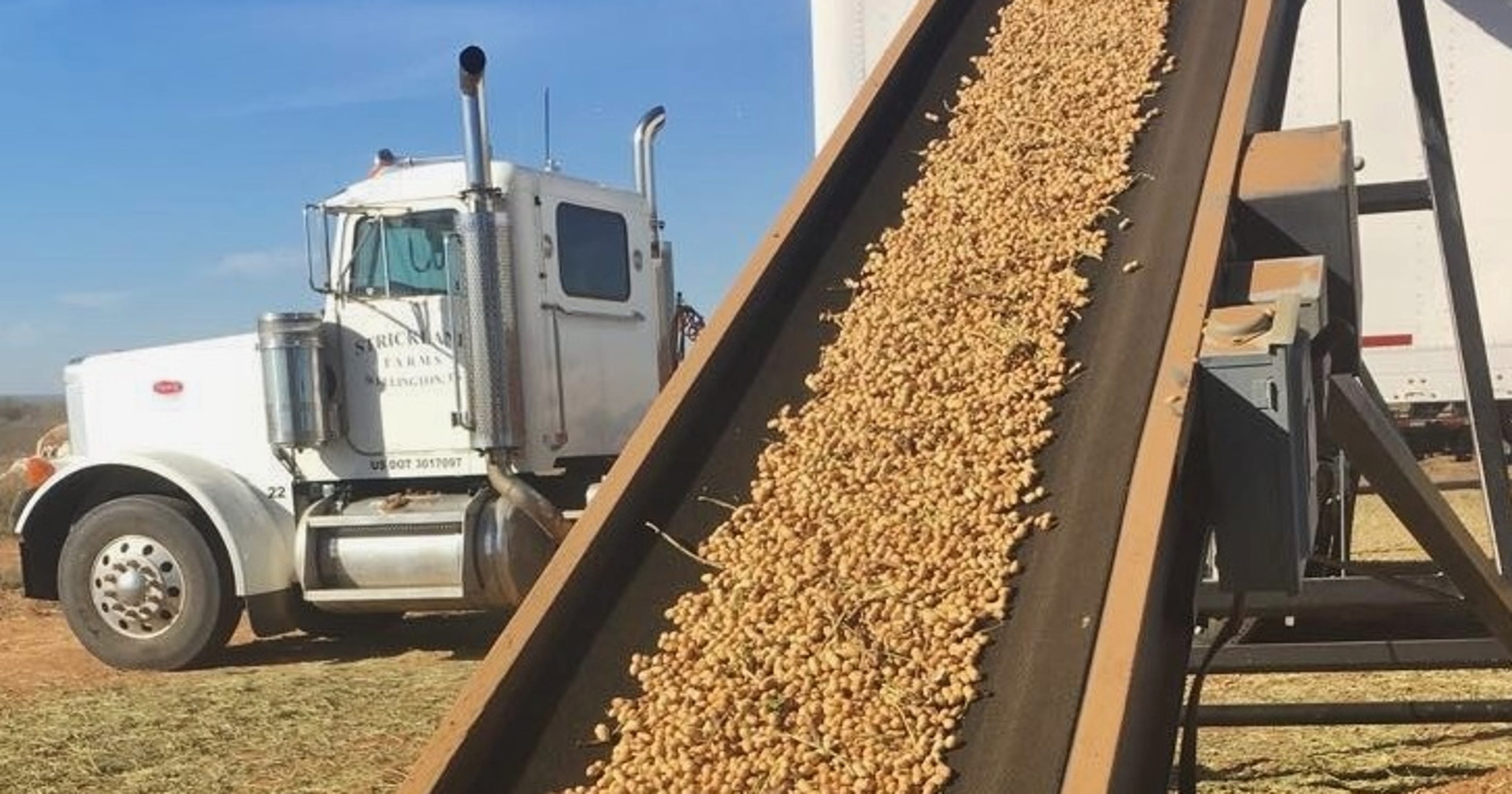 above-average-peanut-crop-being-harvested