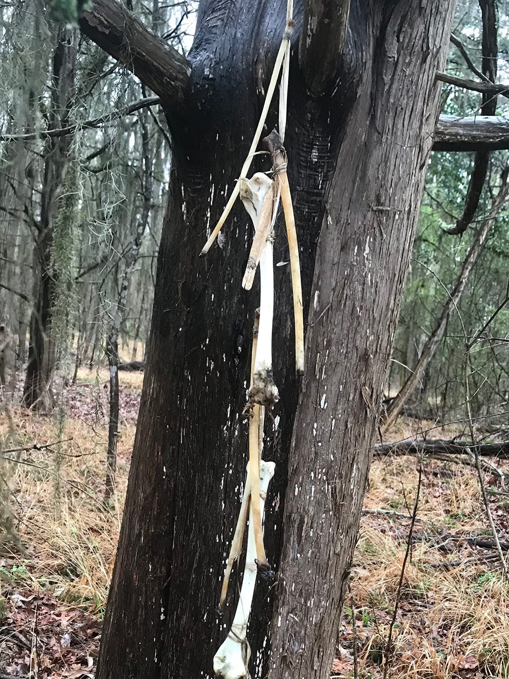 Natchez Trace Parkway Creepy Bones Found Hanging On Trees Pure witchcraft on the other hand, may focus a little more tightly on using magick and ritual to work with the elemental and spiritual forces in nature. natchez trace parkway creepy bones
