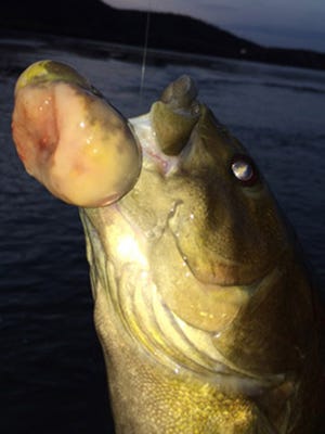 This smallmouth bass caught last fall in the Susquehanna River near Duncannon was found to have cancer.