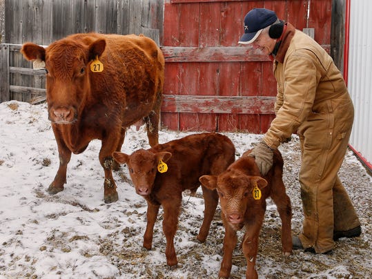 Where can you find newborn calves for sale?
