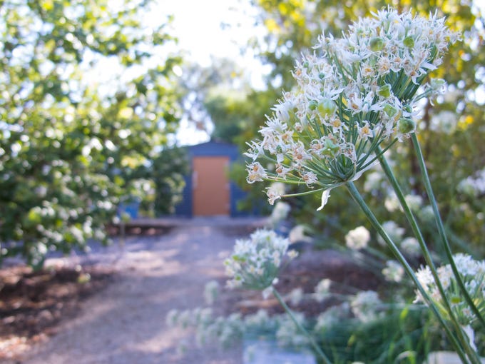 Cool Home Diy Attitude Seeds Grow A Scottsdale Urban Farm