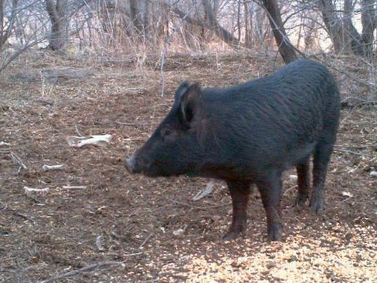 Avoir Images The Differences Between Wild Hogs And Javelinas What You Need To Know actualisé salutations