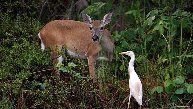 Key Deer Recommended To Delist From Endangered Species Act
