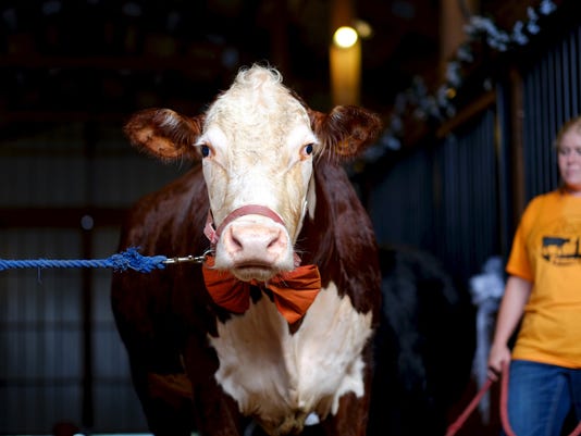 Rest In Peace Dudley The Cow With The Prosthetic Foot Who