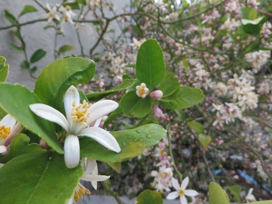 Leaf Drop On Lemon Tree | Leafandtrees.org