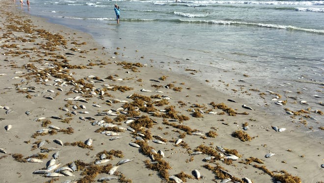 Bernard Breton, on vacation from Canada, fishes near Tulip Avenue, surrounded by dead fish on the beach. Red tide has been slowly moving up the east coast in recent weeks, with a visible fish kill in Cocoa Beach Oct. 19. Thousands of dead fish lined the beach, mostly between 4th St. North and Lori Wilson Park in Cocoa Beach.