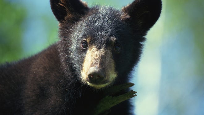 A black bear in The Great Smoky Mountains National Park