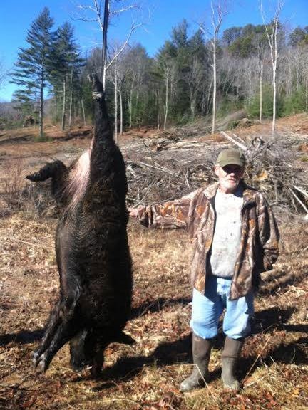 707-Pound Slain Hog Highlights Spread Of Feral Swine