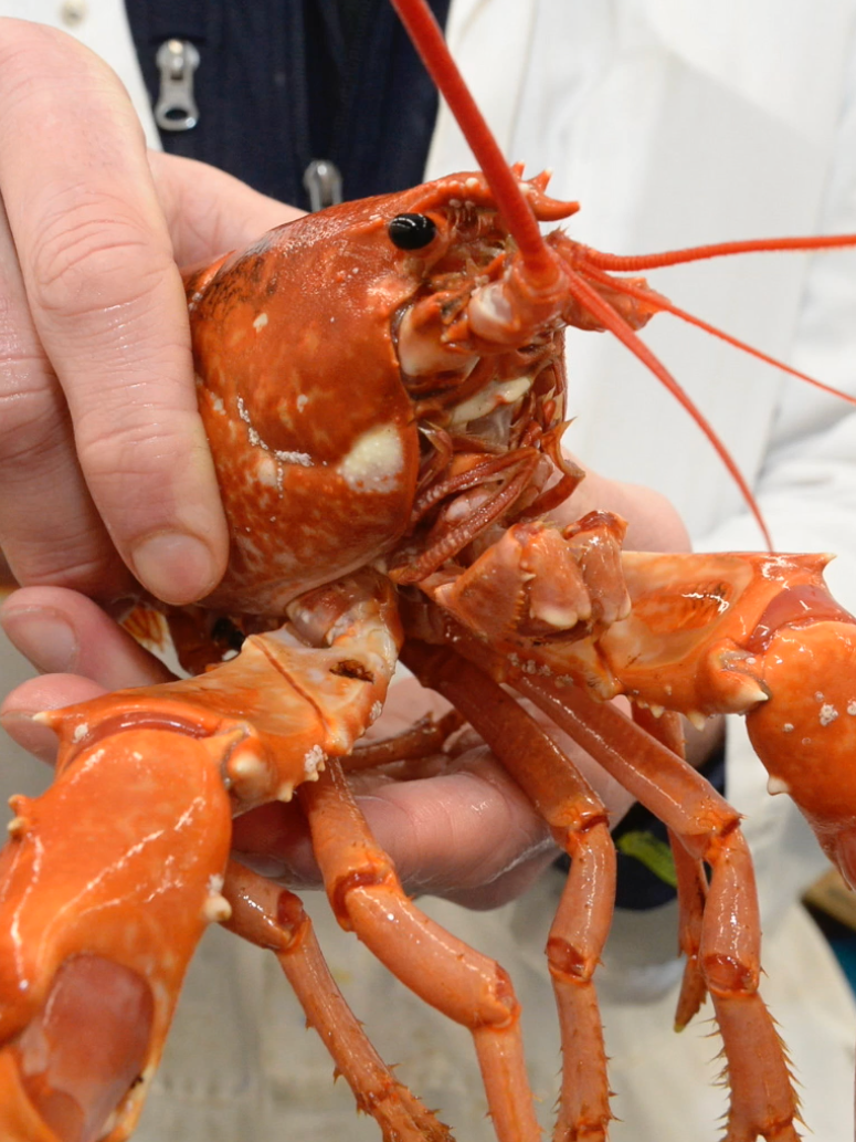 Golden lobster, a '1-in-30 million' catch in Scotland, is stunning