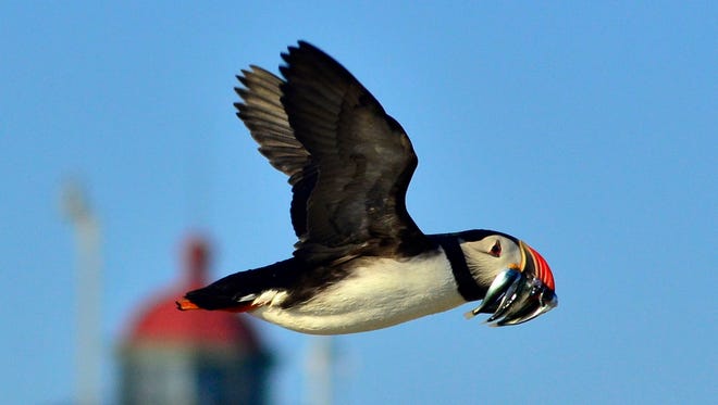 An Atlantic Puffin in flight with fish in its mouth off the coast of Maine.