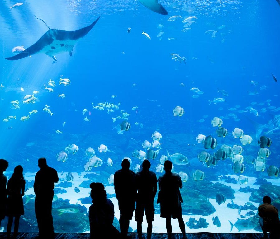 13. Georgia Aquarium  Not only is the Georgia Aquarium in Atlanta one of the largest aquariums in the world, it also has one of the most diverse assortments of aquatic animals — from harbor seals and penguins to manta rays and beluga whales. Visitors 