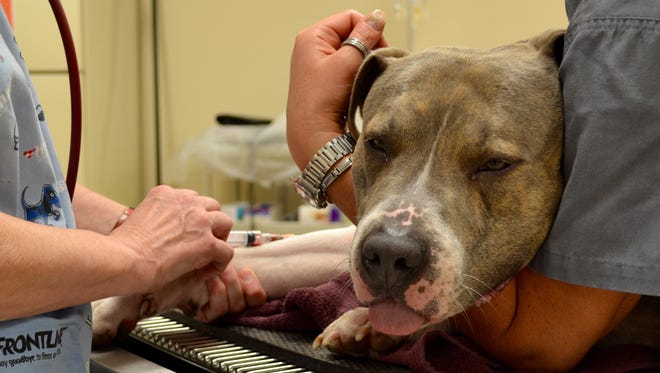 Roscoe, a pitbull, is prepared for neutering surgery at Augusta Regional SPCA. Maryanne Moffett, a board member of the organization, gifted her estate to the SPCA in order to help local residents offset the costs of spaying and neutering their pets.