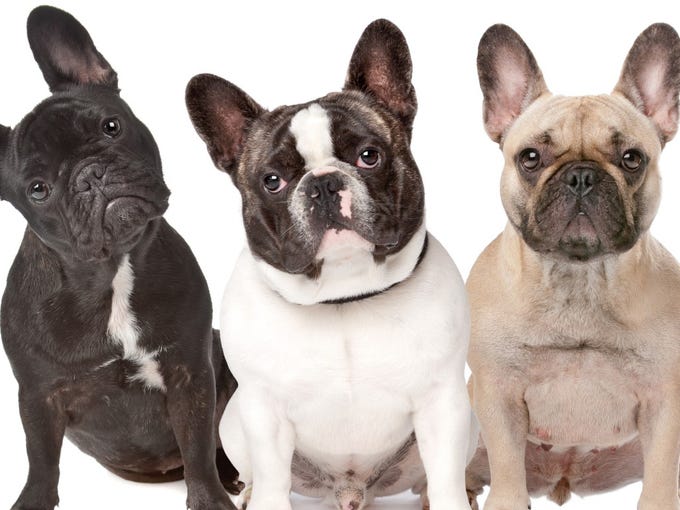 Cute alert! Most popular tiny dog breeds in America