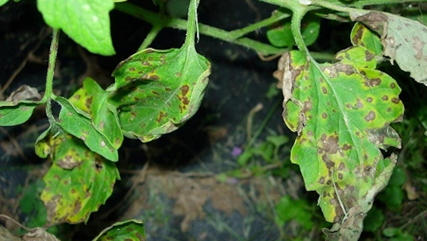 How to prevent tomato leaf spot