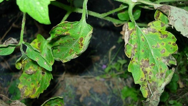 Septoria Leaf Spot is a common fungal disease found in homegrown tomato plants.