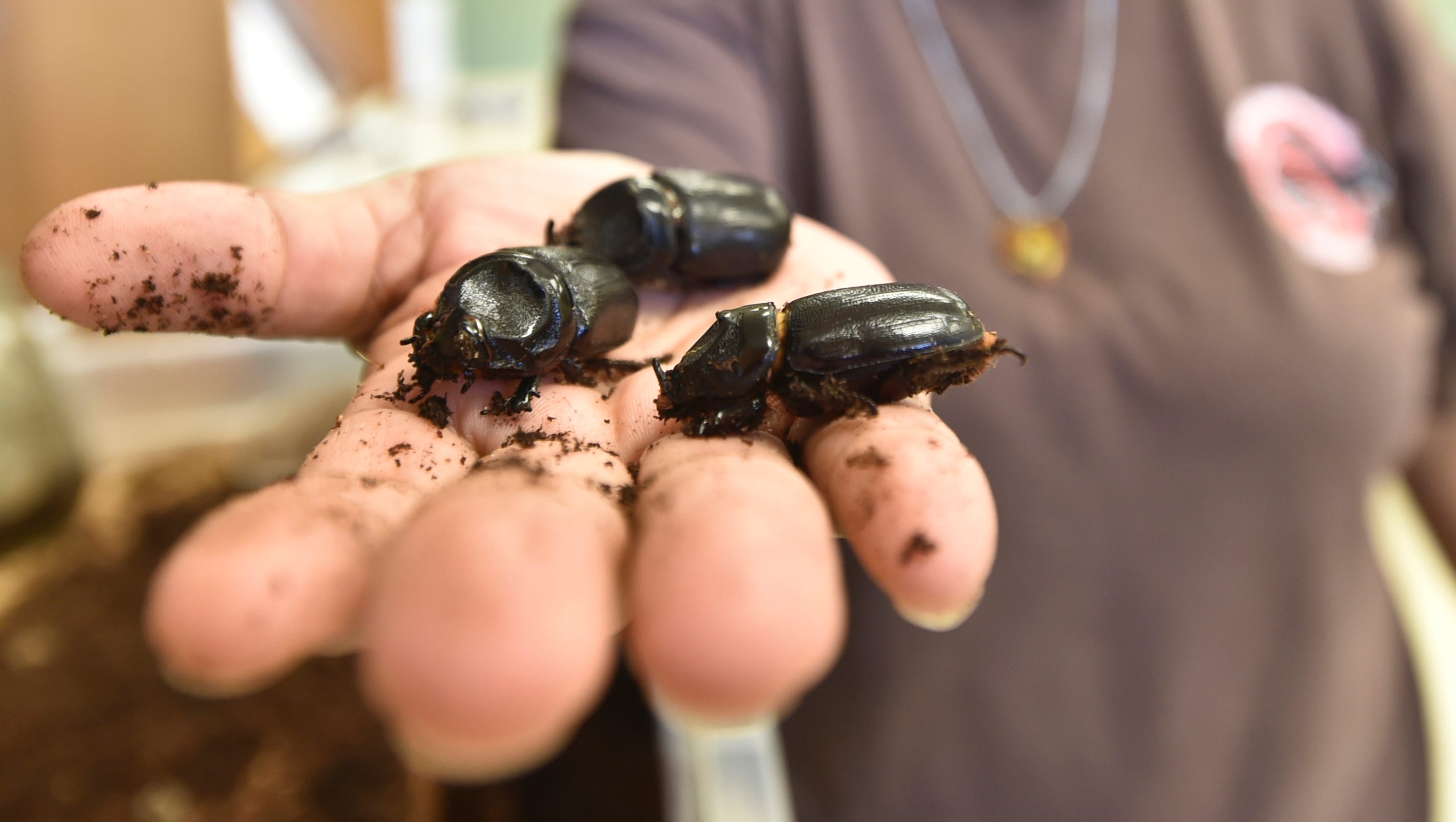 Battle against destructive beetles hits hurdle