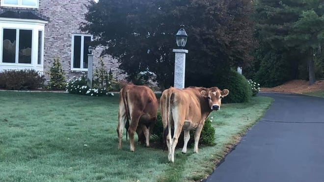 Two of the four cows that escaped from Uhlman's Farm Ice Cream on Sunday.