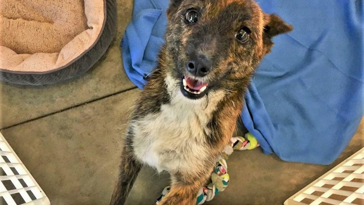 Fur Angels Are Real Rescued Dog Saves Owner S Life