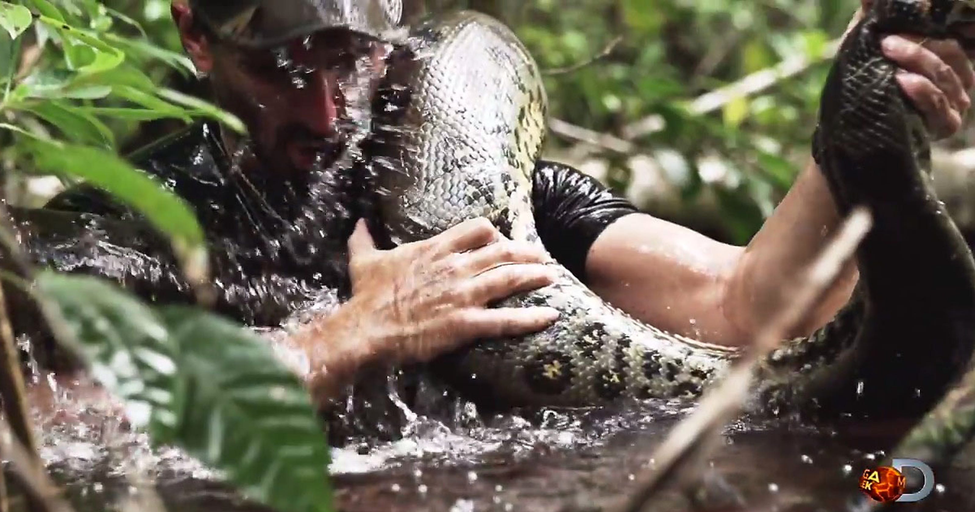 Man eaten by anaconda: 'Last thing I saw was her mouth'