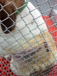 White Coat Waste Project, a group opposed to taxpayer