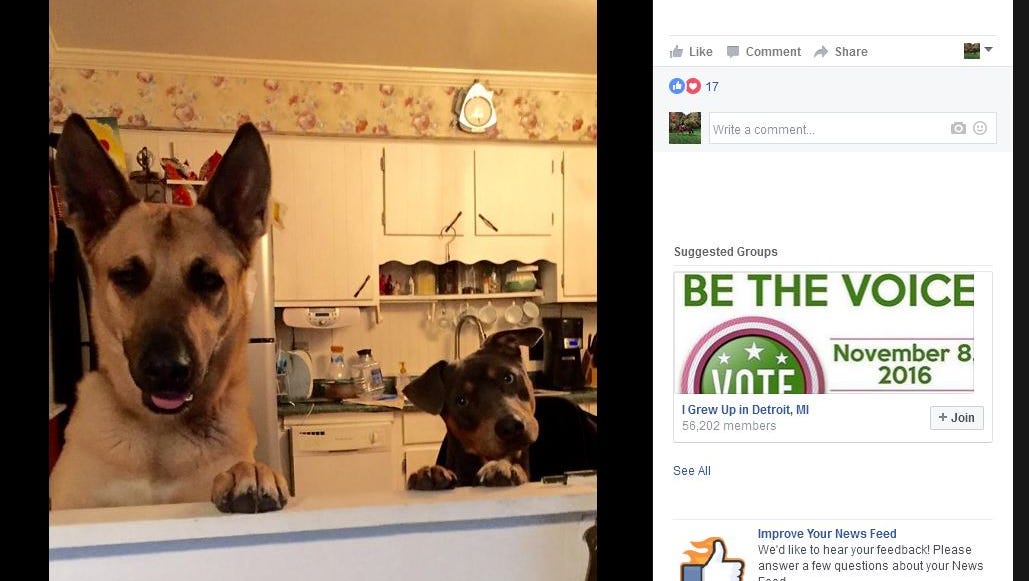 Dog Cleared By Dna In Pomeranian S Death Can Go Home