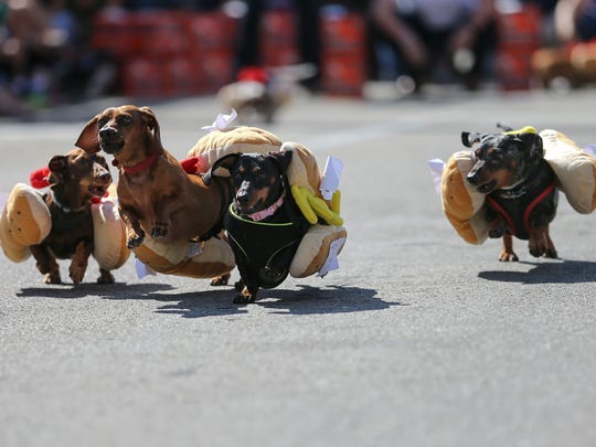Pareidolia Brewing Company’s fourth annual Running of the Wieners is Saturday in Sebastian. The dachshund dogs pictured here raced in the Running of the Wieners in Cincinnati.
